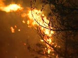 Лесной пожар под Тольятти мог возникнуть из-за обрыва линии электропередачи, вызванного сильным ветром, сообщили агентству в мэрии города