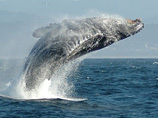 В Австралии из жалости взорвали смертельно больного кита-горбача (ВИДЕО)