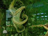Питерский осьминог-предсказатель предпочел флаг Андорры российскому