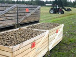 Власти Евросоюза нашли "нелегальный" генно-модифицированный картофель на полях Швеции