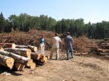 СМИ: Вмешательство Медведева не спасет Химкинский лес - строить будут, но чуть позже
