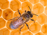 Ученые: изменение климата может нести угрозу цветам, пчелам и пищевым ресурсам