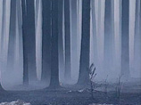 На Сахалине и в Забайкалье горит лес: огнем охвачены более 60 гектаров