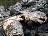 У побережья Мексиканского залива обнаружили тысячи мертвых рыб, крабов и других морских обитателей