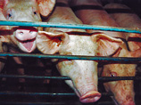 WSJ: российский запрет на импорт свинины нанес удар по мировым ценам на мясо