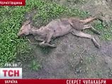 Раскрыта тайна украинской "чупакабры" - убийцы кроликов и цыплят и грозы селян на Черниговщине