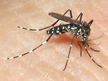 Во французской Ницце выявлен второй за неделю случай лихорадки денге