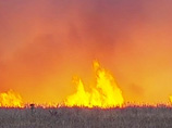 В Самарской области огнем охвачено около четырех гектаров леса