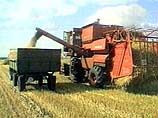 Россия пока собрала 55 млн тонн зерна