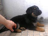 Казахстанский "целитель" отрезал уши собаке, чтобы вылечить ребенка от испуга