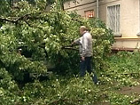В Ростове-на-Дону разбушевалась стихия: сильный ветер рвет провода и валит деревья