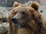 Медведь предсказал результаты матчей Кубка России по хоккею с мячом 