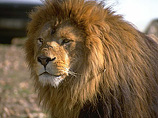 Африка скоро может потерять свой главный символ - львов. В ближайшие 20 лет "царям саванны" грозит полное исчезновение