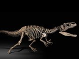 Скелеты динозавров побили все рекорды на аукционных торгах в Париже