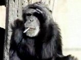 В ЮАР скончался шимпанзе Чарли, известный на весь мир курильщик