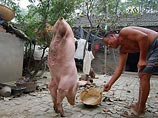 Местной знаменитостью в Китае стала свинья, которая родилась только с двумя ногами и научилась ходить на них, благодаря усилиям своего хозяина