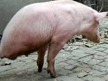 Китаец научил свинью ходить на двух ногах