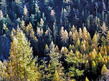 В лесном законодательстве "необходимо восстановить государственные функции по контролю, регулированию и использованию лесного фонда", заявил глава администрации Липецкой области Олег Королев