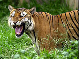 В Китае тигр растерзал упавшего в вольер садовника