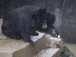 Японию терроризируют медведи: погибли или пострадали уже более 100 человек