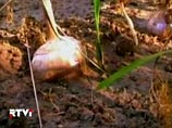 25 тысяч хозяйств России стали жертвами засухи