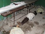 В Гаити продолжают умирать от холеры: более 250 жертв