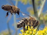 Пчелы решают сложные математические задачи быстрее, чем компьютеры, выяснили ученые
