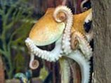 В океанариуме Оберхаузена умер знаменитый осьминог-предсказатель Пауль 