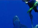 Американский аквалангист отбился от акулы камерой, не переставая снимать ВИДЕО
