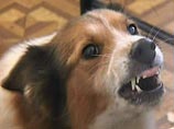 Сотрудницу российского посольства в Эстонии покусала бродячая собака 
