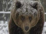У населенных пунктов Забайкалья стали появляться голодные медведи