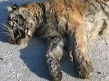 Следственные органы в Приморье завершили расследование по факту гибели в тайге от рук браконьера "краснокнижного" амурского тигра и передали материалы в суд