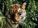 По данным ученых, в юго-западном ареале обитания амурского тигра, где охотился браконьер, проживало восемь тигров. Теперь их осталось меньше