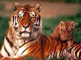 В Приморье перед судом предстанет убийца занесенного в Красную книгу амурского тигра