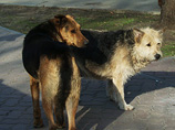 В столице Бурятии назревает скандал в связи с массовым уничтожением бродячих собак, что защитники животных называют не иначе как геноцидом