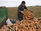Украина решила собирать "чернобыльский урожай" на радиоактивных землях