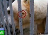 В Московском зоопарке неизвестный обстрелял из мелкокалиберного оружия самца белого медведя, сообщает информационный центр правительства Москвы со ссылкой на пресс-службу зоопарка
