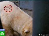 Неизвестный обстрелял из ружья белого медведя в Московском зоопарке