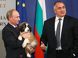 Премьер Болгарии Бойко Борисов подарил Владимиру Путину после совместной пресс-конференции щенка каракачанской собаки - национальной породы, чрезвычайно популярной у болгар