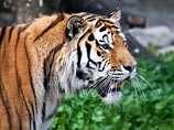 Саммит по спасению тигров в Санкт-Петербурге - решено направить на эти цели $330,8 млн