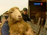 Собянин велел мусульманам обходиться без "вызывающих зрелищ" и крови на Курбан-байрам Собянин велел мусульманам обходиться без "вызывающих зрелищ" и крови на Курбан-байрам