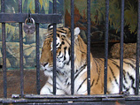 Законопроект не касается диких зверей, живущих на свободе, а только служебных животных, зверей, используемых в цирках, зоопарках, на выставках, а также животных-компаньонов.