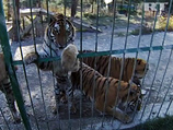 Он отметил, что на форуме была принята программа, целью которой является увеличение в два раза мировой численности тигров к 2022 году и существенно расширить ареал их обитани