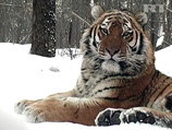 Путин готов помочь Ирану и Казахстану тиграми и призвал удвоить их популяцию в мире за 12 лет