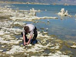 Специалисты расскажут о бактерии, обнаруженной на дне соленого озера Моно в Йосемитском национальном парке Калифорнии