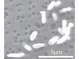 NASA объявило миру о сенсации - бактерии с "инопланетной" ДНК (ВИДЕО)