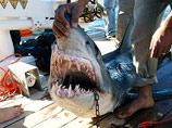 Египет вводит дополнительные меры безопасности для защиты от акул