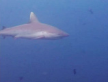 Акула, искалечившая в Красном море четырех человек, до сих пор не поймана