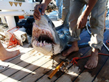 Ни у одной из трех уже пойманных у побережья акул в желудке не были обнаружены части человеческого тела
