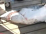 "Акулья лихорадка" в Египте: туристы играют со смертью. Им советуют, как спастись от акул-убийц